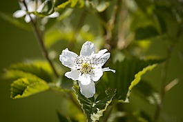 黑莓,荊棘,開花