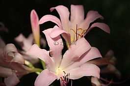 亞洲百合,百合,粉紅色