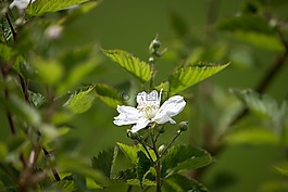 黑莓,荊棘,開花