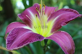 黃花菜,鮮花盛開,花在樹林里