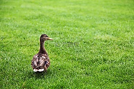動(dòng)物,鳥(niǎo)嘴,鳥(niǎo)