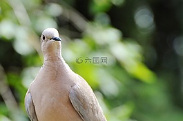 鴿子,捉住了,鳥(niǎo)