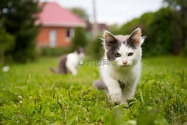 貓,動物,寵物