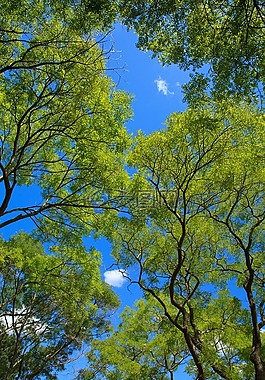 背景,藍(lán)色,枝杈