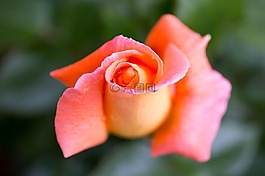 玫瑰,花卉,夏季