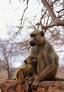 猴子,嬰兒,動物