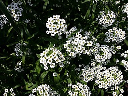 花,白花,小花