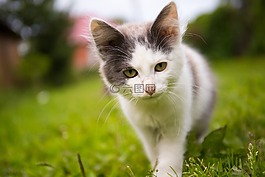 猫,夏季,村