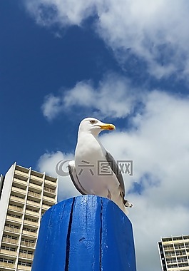 海鷗,海灘,海