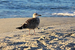 海鷗,鷗,鳥