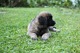 狗,小狗,動物