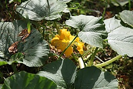 花園,夏南瓜,園地
