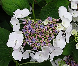 開花,八仙花,關(guān)閉