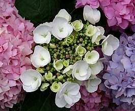 開花,八仙花,關(guān)閉