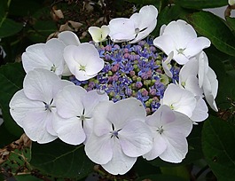 開花,八仙花,關(guān)閉