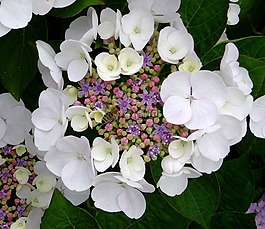 開花,八仙花,關(guān)閉
