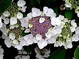 開花,八仙花,蜜蜂