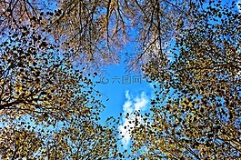 樹,樹的頂端,環路