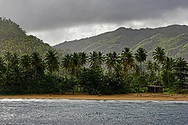 多米尼加共和國,地處熱帶的海灘,棕櫚樹