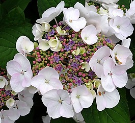 開花,八仙花,赫梅爾