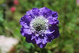 花,紫色,花園