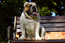 英國斗牛犬,狗,性質(zhì)