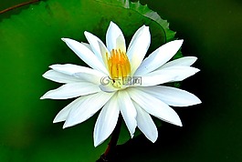 睡蓮,花,水生植物