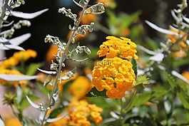 黃色,花,花的