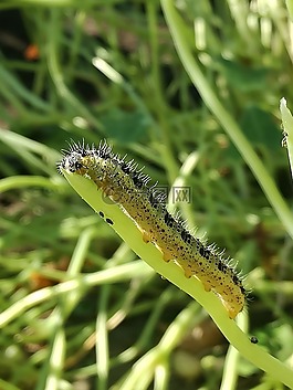 卡特彼勒,性質(zhì),bug