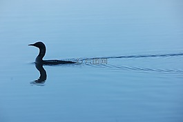 鳥,性質(zhì),夏天