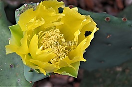 花,黃色,仙人掌