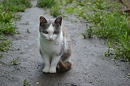 貓,雨,土地