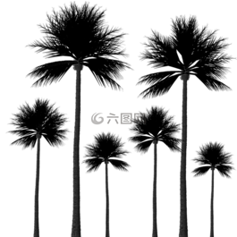 侧影,棕榈树,树剪影