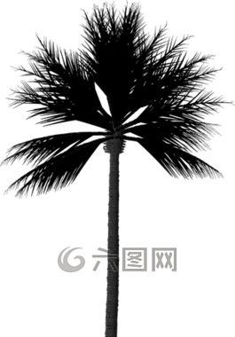 側(cè)影,棕櫚,樹