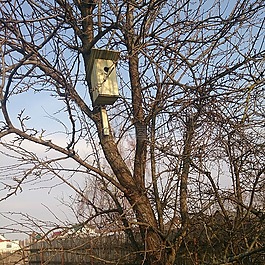 春天,鳥(niǎo)籠,樹(shù)