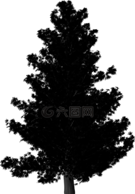 側(cè)影,松,樹