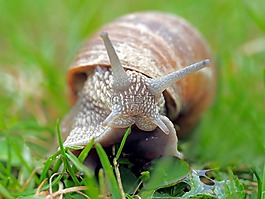 動物,性質,活