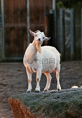 山羊,巴特,動(dòng)物園