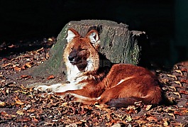 ?？怂?動物園,動物