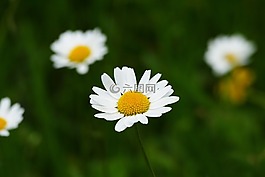 瑪格麗特,leucanthemum 幼苗,開花植物