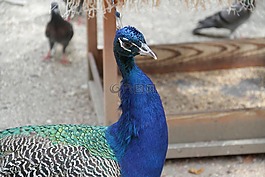 孔雀,鳥,動(dòng)物園
