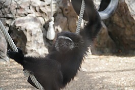 猴子,動(dòng)物園,動(dòng)物