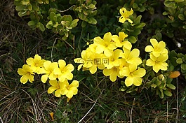 花,黃色,夏季花卉