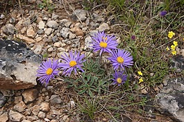 花,紫,紫色小花