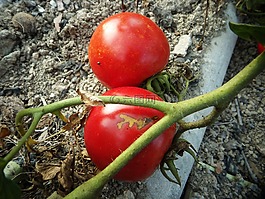 番茄,花園,紅色