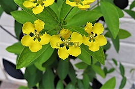 鮮花,黃色,花園
