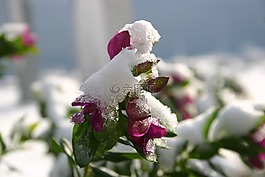 菲奧雷,冬季,neve