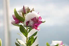 neve,馬雷,菲奧雷