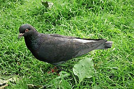 鴿子,鳥,鋼筆