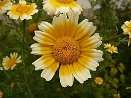 花,開(kāi)花,性質(zhì)